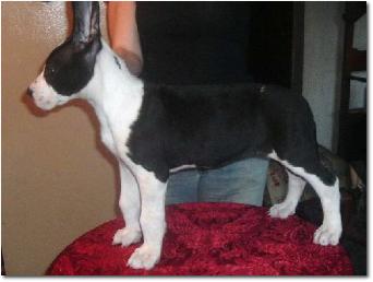 EmmaDublinpups7weeks022