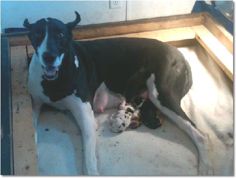 saraand2pups